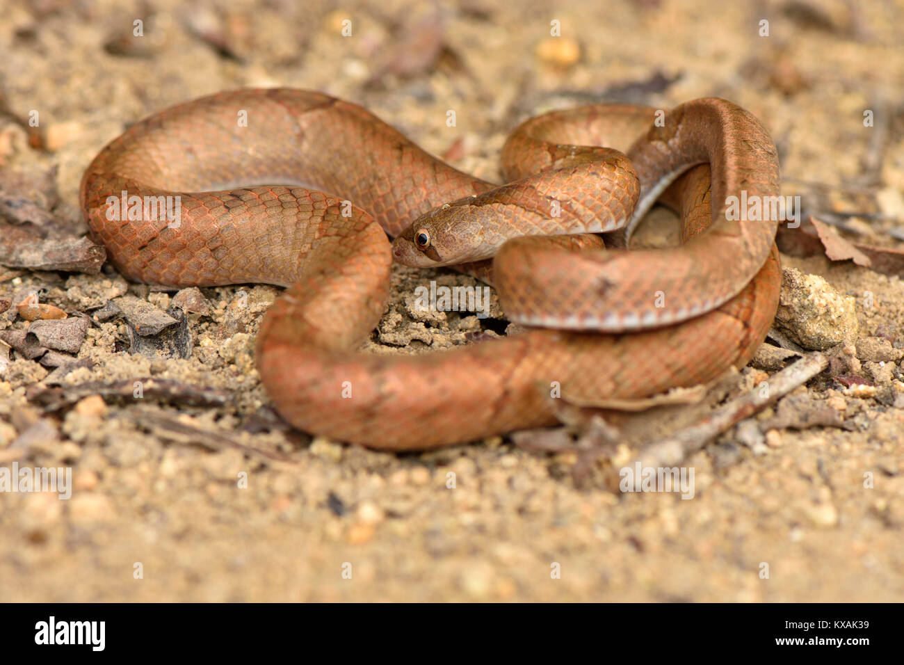 In 2017 discovered subspecies of the kukri snake (Oligodon culaochamensis), Cu Lao Cham Islands, Quang Nam Province Stock Photo