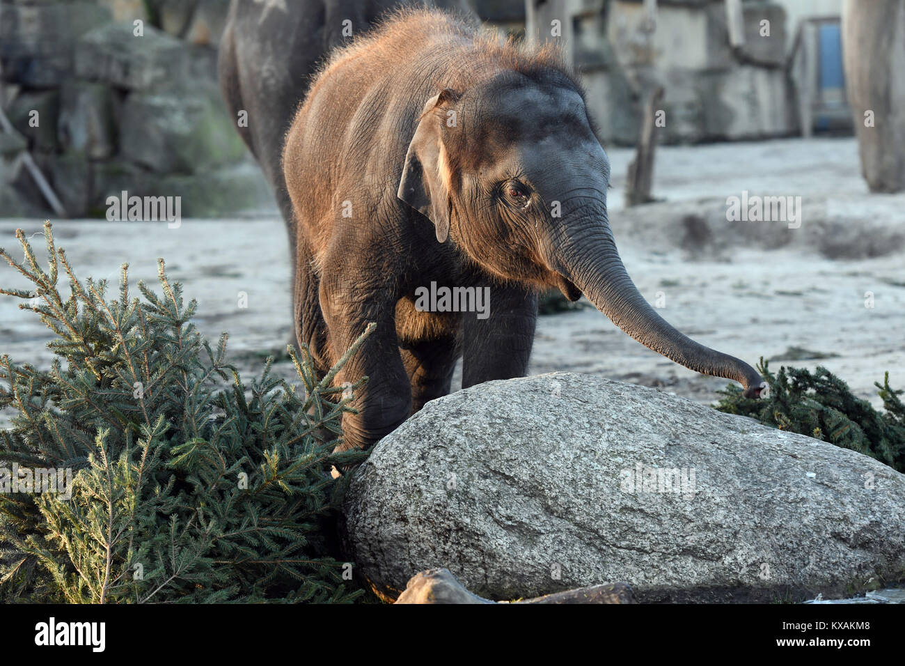 Berlin, Germany. 8th Jan, 2018. Asian baby elephant Edgar eats a Christmas tree at the wildlife park in Berlin, Germany, 8 January 2018. Christmas trees that weren't sold during the holidays are being fed to the animals. Credit: Maurizio Gambarini/dpa/Alamy Live News Stock Photo