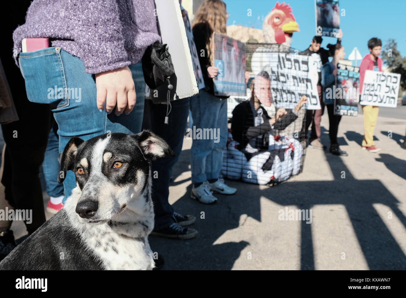 Jerusalem, Israel. 9th January, 2018. Animal rights activists stage a rally outside the Ministry of Finance protesting the Ministry's intention of raising quotas and investing taxpayers' money in the egg industry with continued use of battery cages for egg laying hens. A Minister of Finance, Kahlon, mask wearing protester sits in a cage with stuffed hens alongside a chicken costume wearing protester. Credit: Nir Alon/Alamy Live News Stock Photo