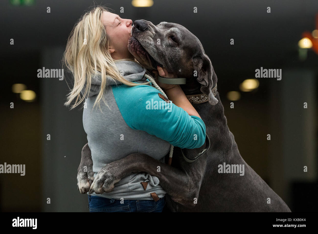 Nuremberg, Germany. 09th Jan, 2018. The Great Dane Unity Blue from the North Star cuddles with her owner Tanja during a press call at the 44th Intetrnational pedigree show 'Cacib 2018' in Nuremberg, Germany, 09 January 2018. Pedigree dogs from all over the world can be seen at the 'Cacib' (Certificat d·Aptitude au Championnat International de Beaute) on 13 and 14 January 2018 at the Nuremberg fair centre. Credit: Daniel Karmann/dpa/Alamy Live News Stock Photo
