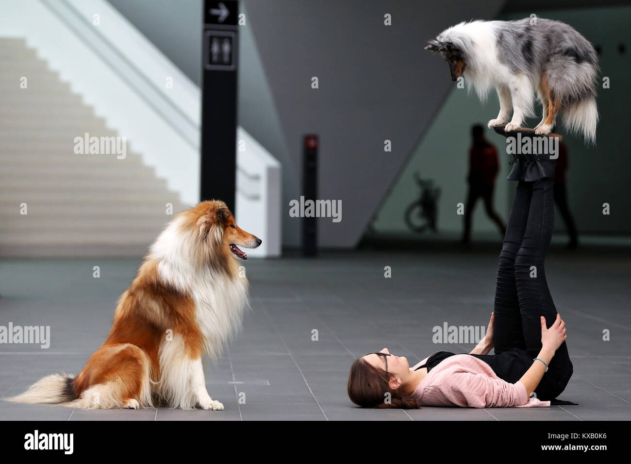 Nuremberg, Germany. 09th Jan, 2018. The Shetland Sheepdog Merlin (R) performs a trick with her owner Sophie while Collie Charly sits next to them and watches during a press call at the 44th Intetrnational pedigree show 'Cacib 2018' in Nuremberg, Germany, 09 January 2018. Pedigree dogs from all over the world can be seen at the 'Cacib' (Certificat d·Aptitude au Championnat International de Beaute) on 13 and 14 January 2018 at the Nuremberg fair centre. Credit: Daniel Karmann/dpa/Alamy Live News Stock Photo