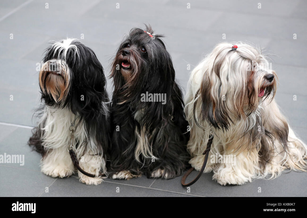 Nuremberg, Germany. 09th Jan, 2018. Three Tibetan Terrier sit next to each other during a press call at the 44th Intetrnational pedigree show 'Cacib 2018' in Nuremberg, Germany, 09 January 2018. Pedigree dogs from all over the world can be seen at the 'Cacib' (Certificat d·Aptitude au Championnat International de Beaute) on 13 and 14 January 2018 at the Nuremberg fair centre. Credit: Daniel Karmann/dpa/Alamy Live News Stock Photo