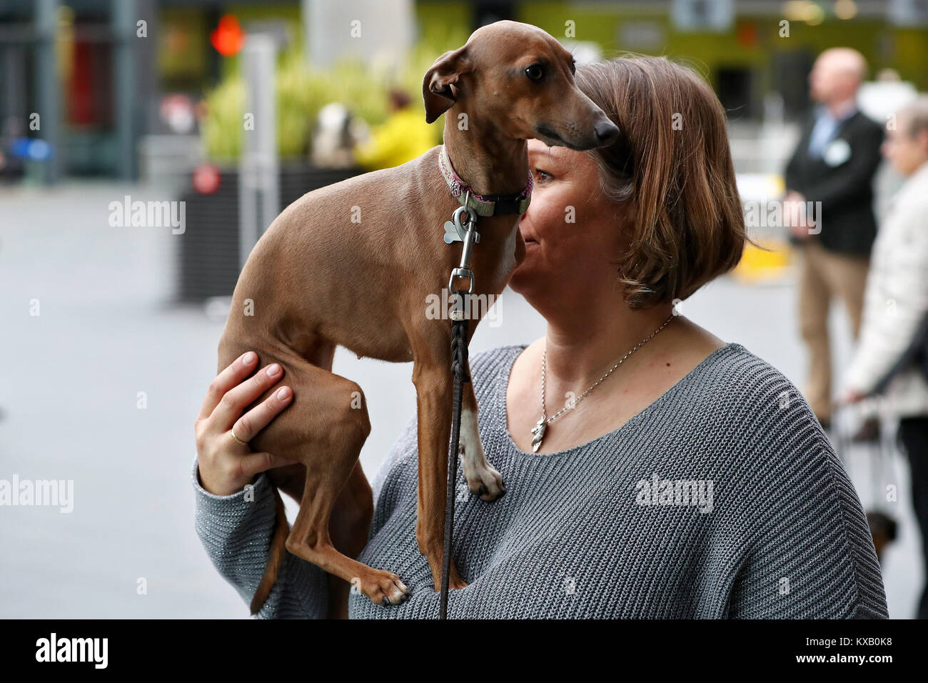 Nuremberg, Germany. 09th Jan, 2018. Cleopatra, an Italian Greyhound, sita on her owner Andrea during a press call at the 44th Intetrnational pedigree show 'Cacib 2018' in Nuremberg, Germany, 09 January 2018. Pedigree dogs from all over the world can be seen at the 'Cacib' (Certificat d·Aptitude au Championnat International de Beaute) on 13 and 14 January 2018 at the Nuremberg fair centre. Credit: Daniel Karmann/dpa/Alamy Live News Stock Photo