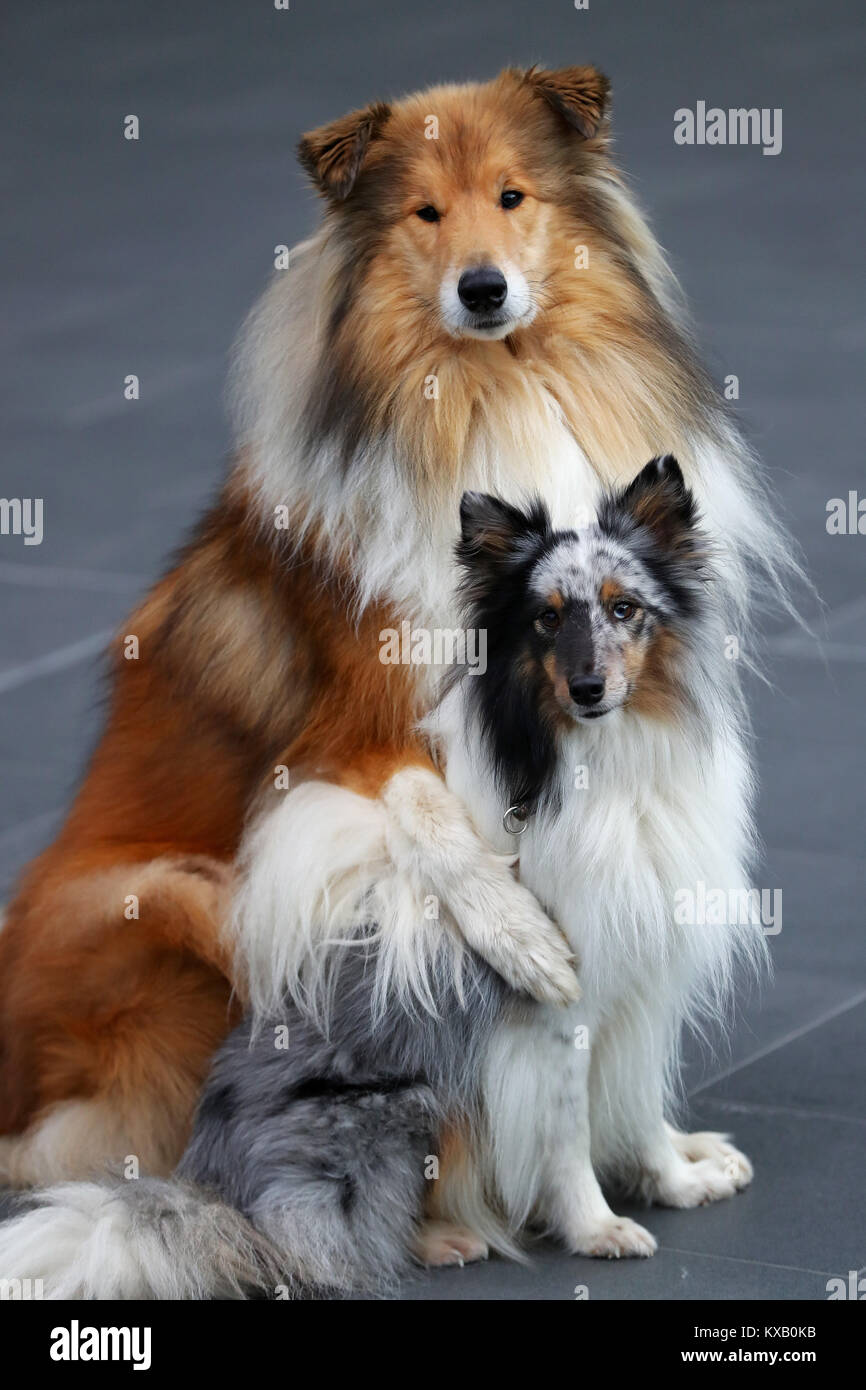 Nuremberg, Germany. 09th Jan, 2018. The Shetland Sheepdog Merlin (R) and Collie Charly sits next to each other during a press call at the 44th Intetrnational pedigree show 'Cacib 2018' in Nuremberg, Germany, 09 January 2018. Pedigree dogs from all over the world can be seen at the 'Cacib' (Certificat d·Aptitude au Championnat International de Beaute) on 13 and 14 January 2018 at the Nuremberg fair centre. Credit: Daniel Karmann/dpa/Alamy Live News Stock Photo