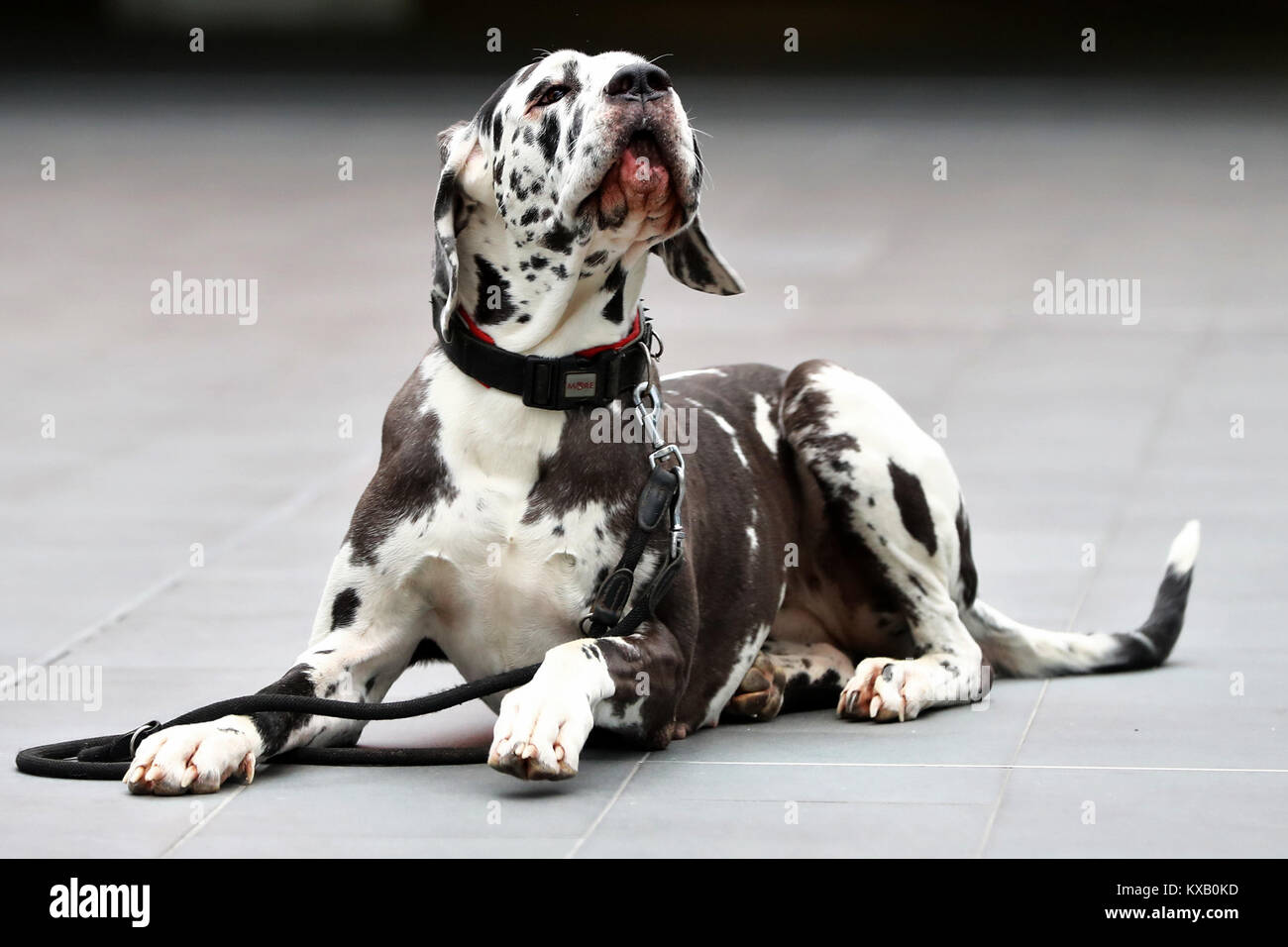 Nuremberg, Germany. 09th Jan, 2018. A Great Dane lies on the ground during a press call at the 44th Intetrnational pedigree show 'Cacib 2018' in Nuremberg, Germany, 09 January 2018. Pedigree dogs from all over the world can be seen at the 'Cacib' (Certificat d·Aptitude au Championnat International de Beaute) on 13 and 14 January 2018 at the Nuremberg fair centre. Credit: Daniel Karmann/dpa/Alamy Live News Stock Photo