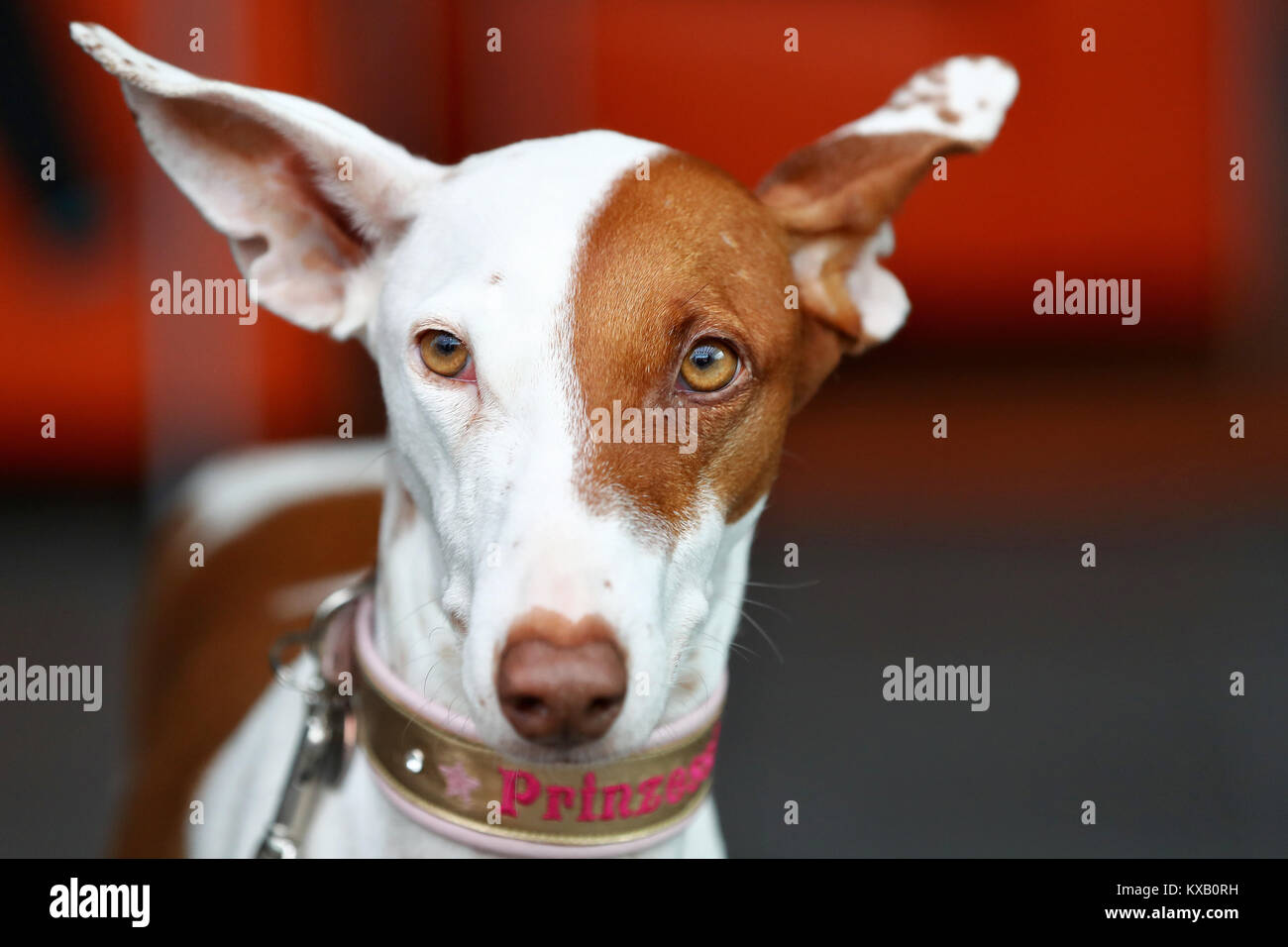 Nuremberg, Germany. 09th Jan, 2018. Tara, a Podenco Canario, poses during a press call at the 44th Intetrnational pedigree show 'Cacib 2018' in Nuremberg, Germany, 09 January 2018. Pedigree dogs from all over the world can be seen at the 'Cacib' (Certificat d·Aptitude au Championnat International de Beaute) on 13 and 14 January 2018 at the Nuremberg fair centre. Credit: Daniel Karmann/dpa/Alamy Live News Stock Photo