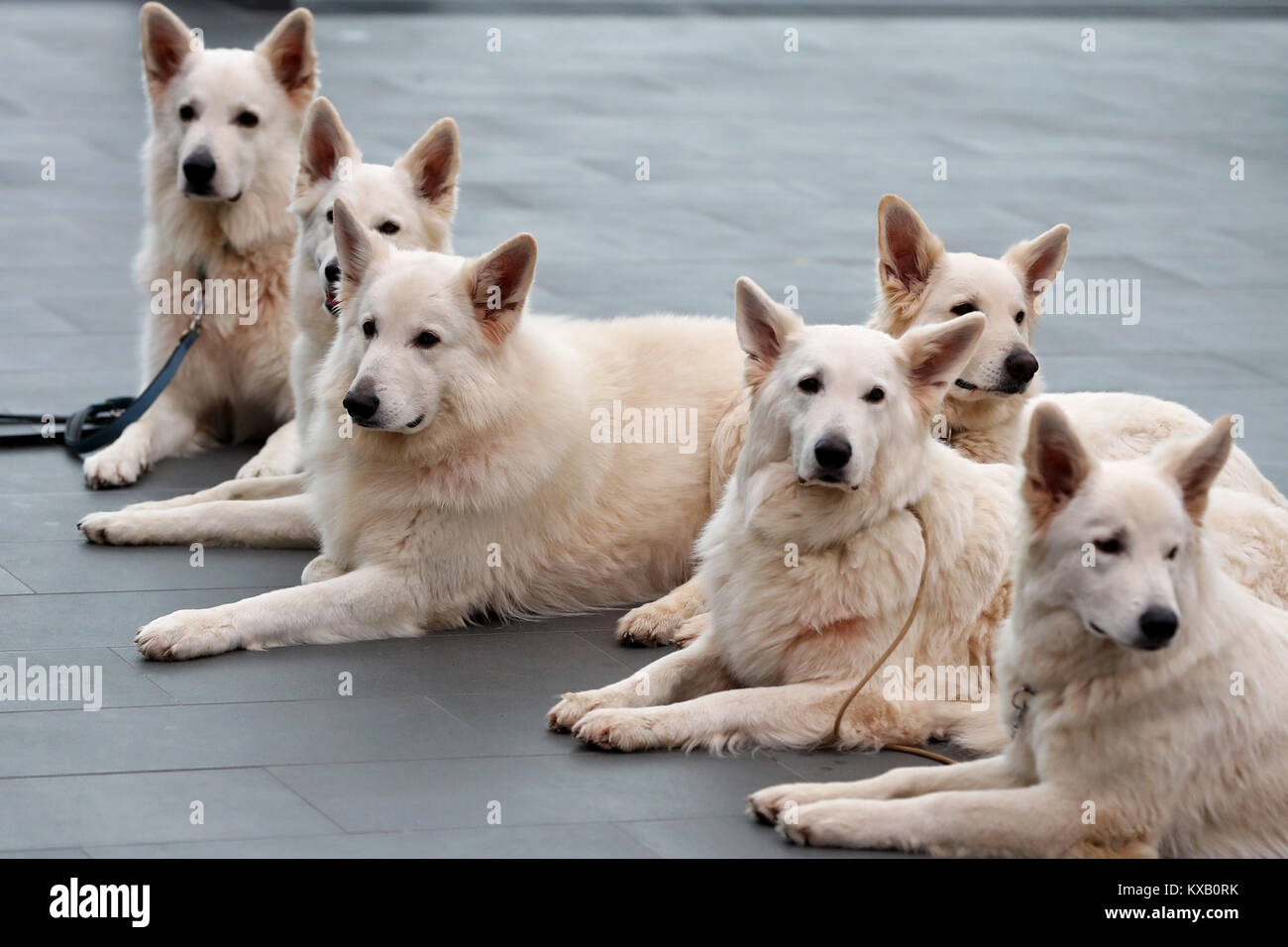 Nuremberg, Germany. 09th Jan, 2018. Six Berger Blanc Suisse dogs lie on the ground during a press call at the 44th Intetrnational pedigree show 'Cacib 2018' in Nuremberg, Germany, 09 January 2018. Pedigree dogs from all over the world can be seen at the 'Cacib' (Certificat d·Aptitude au Championnat International de Beaute) on 13 and 14 January 2018 at the Nuremberg fair centre. Credit: Daniel Karmann/dpa/Alamy Live News Stock Photo
