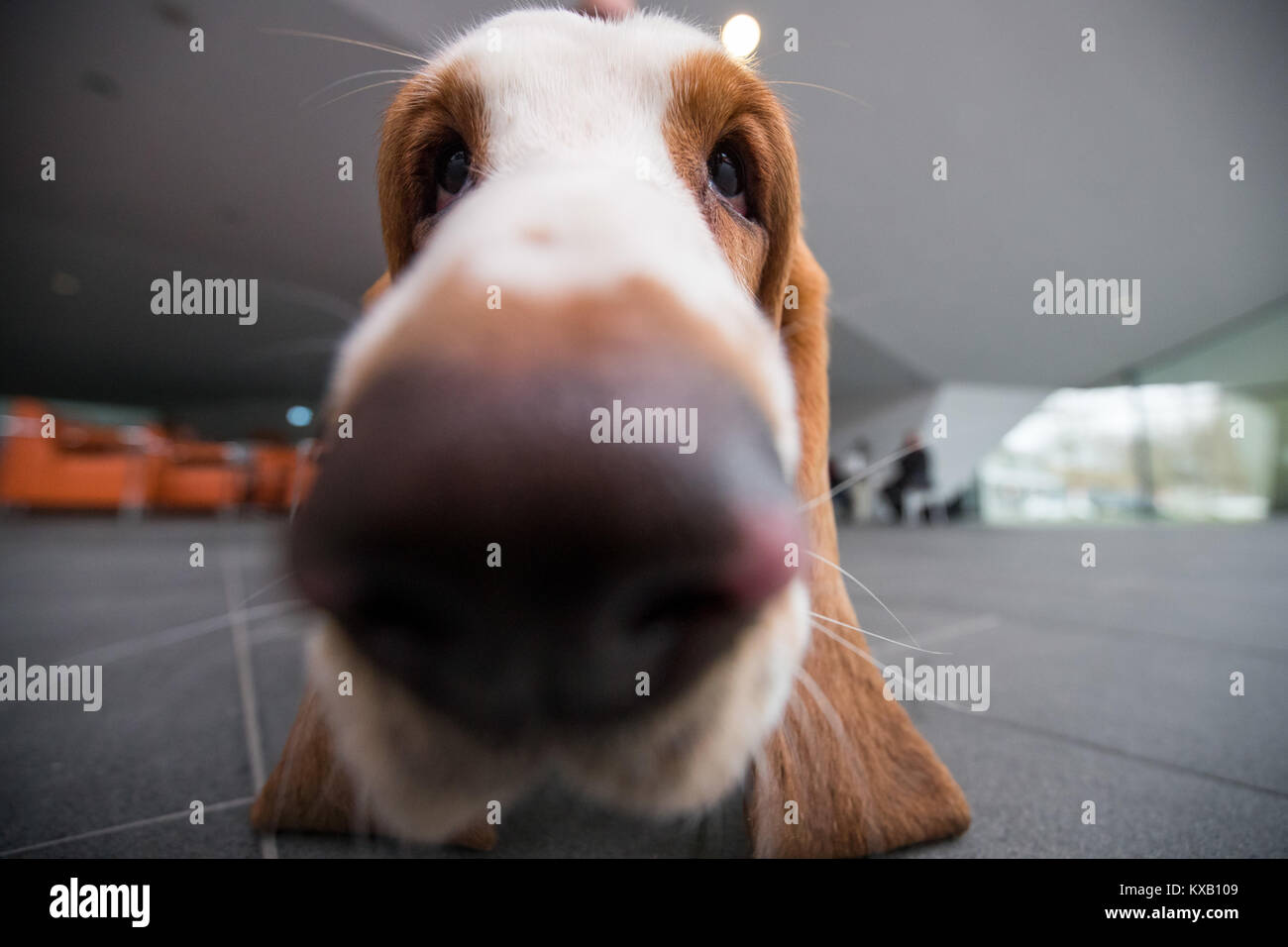 Nuremberg, Germany. 09th Jan, 2018. Basset Hound Fabien sniffs the camera during a press call at the 44th Intetrnational pedigree show 'Cacib 2018' in Nuremberg, Germany, 09 January 2018. Pedigree dogs from all over the world can be seen at the 'Cacib' (Certificat d·Aptitude au Championnat International de Beaute) on 13 and 14 January 2018 at the Nuremberg fair centre. Credit: Daniel Karmann/dpa/Alamy Live News Stock Photo