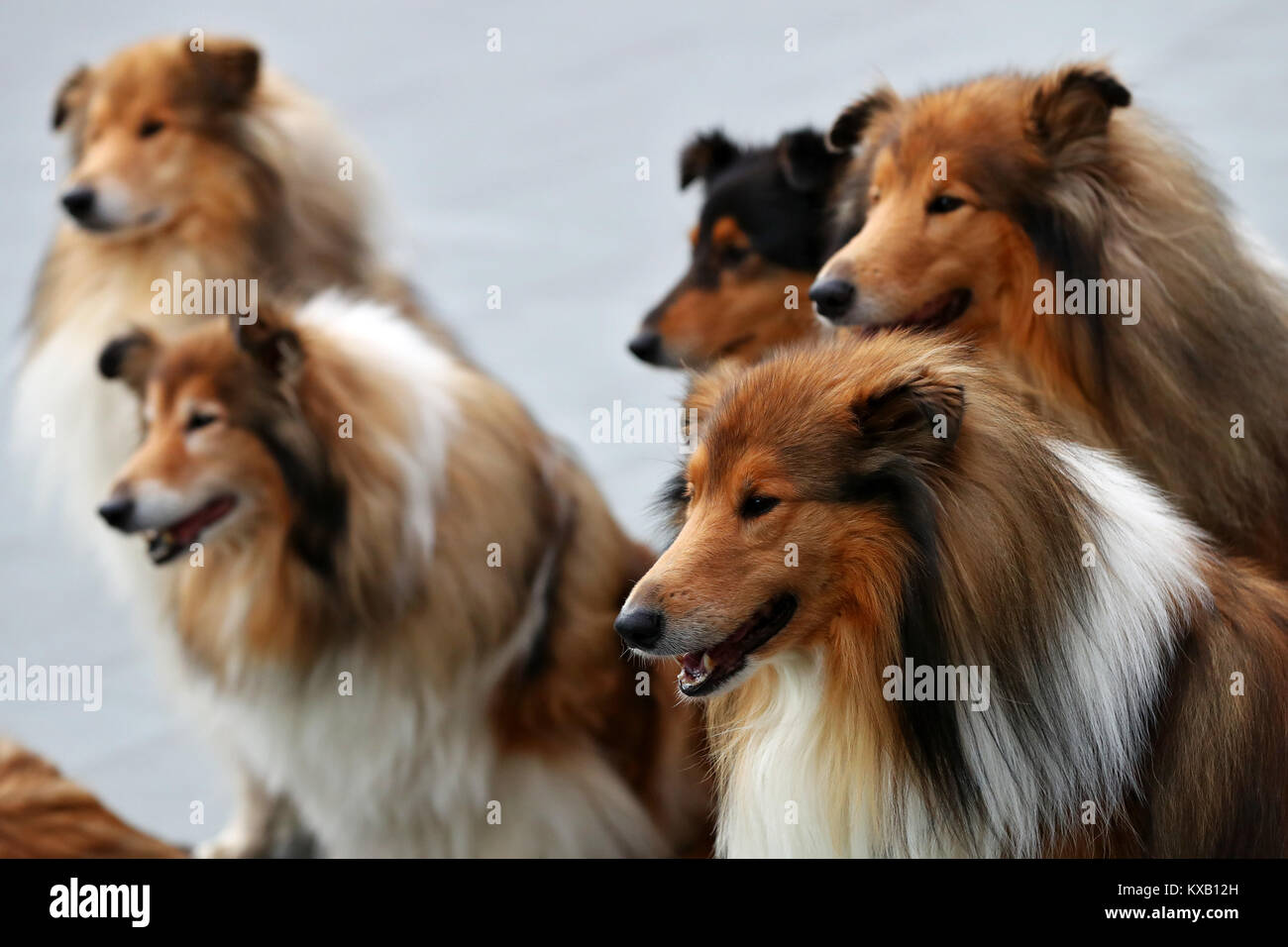 Nuremberg, Germany. 09th Jan, 2018. Collies sit on the ground during a press call at the 44th Intetrnational pedigree show 'Cacib 2018' in Nuremberg, Germany, 09 January 2018. Pedigree dogs from all over the world can be seen at the 'Cacib' (Certificat d·Aptitude au Championnat International de Beaute) on 13 and 14 January 2018 at the Nuremberg fair centre. Credit: Daniel Karmann/dpa/Alamy Live News Stock Photo