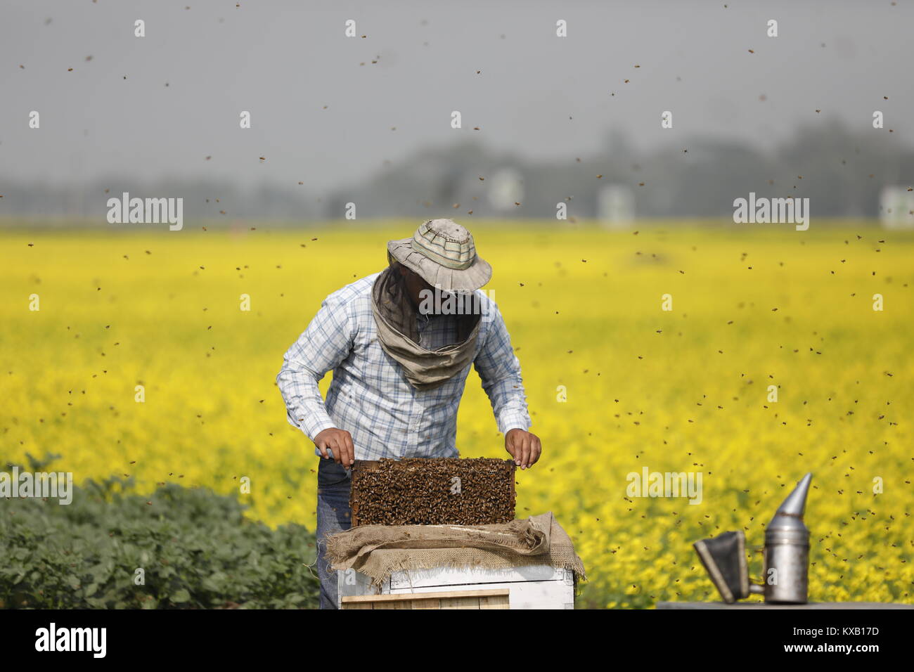 Munshigonj, Bangladesh, on January 09, 2018. Farmers seen at a honey farm collecting honeycomb from specially prepared box around mustard field in Munshigonj, Bangladesh, on January 09, 2018. According to the Bangladesh Institute of Apiculture (BIA), around 25 thousand cultivators including 1,000 commercial agriculturists produce at least 1500 tons of good quality honey a year across the country. Credit: Sajjad Nayan/Alamy Live News Stock Photo