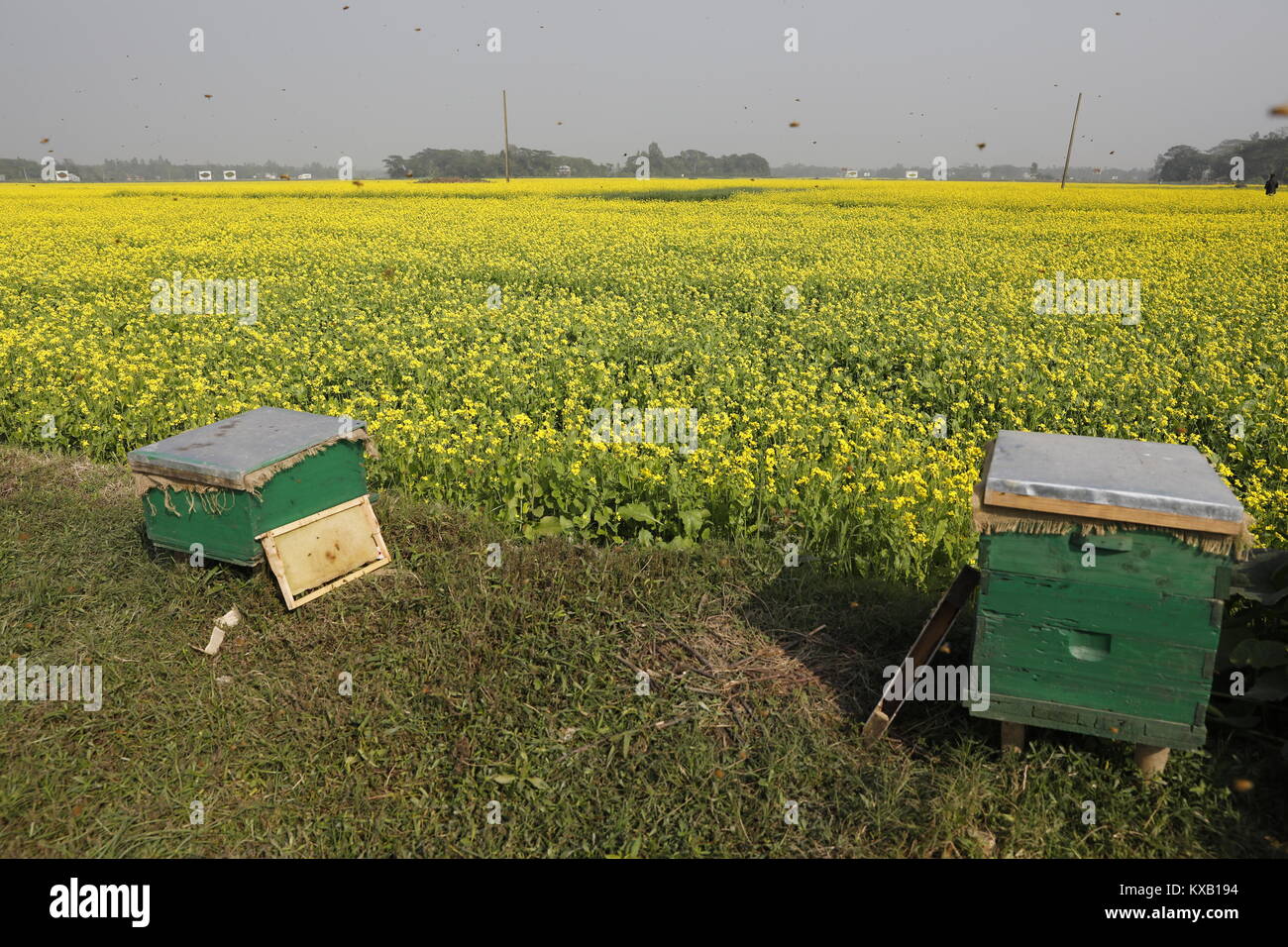 Farmers set up specially prepared box around mustard field in Munshigonj, Bangladesh, on January 09, 2018. According to the Bangladesh Institute of Apiculture (BIA), around 25 thousand cultivators including 1,000 commercial agriculturists produce at least 1500 tons of good quality honey a year across the country. Stock Photo