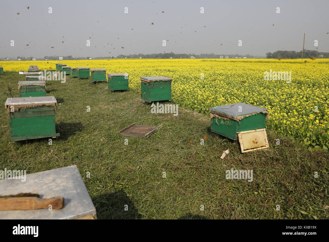 Farmers set up specially prepared box around mustard field in Munshigonj, Bangladesh, on January 09, 2018. According to the Bangladesh Institute of Apiculture (BIA), around 25 thousand cultivators including 1,000 commercial agriculturists produce at least 1500 tons of good quality honey a year across the country. Stock Photo