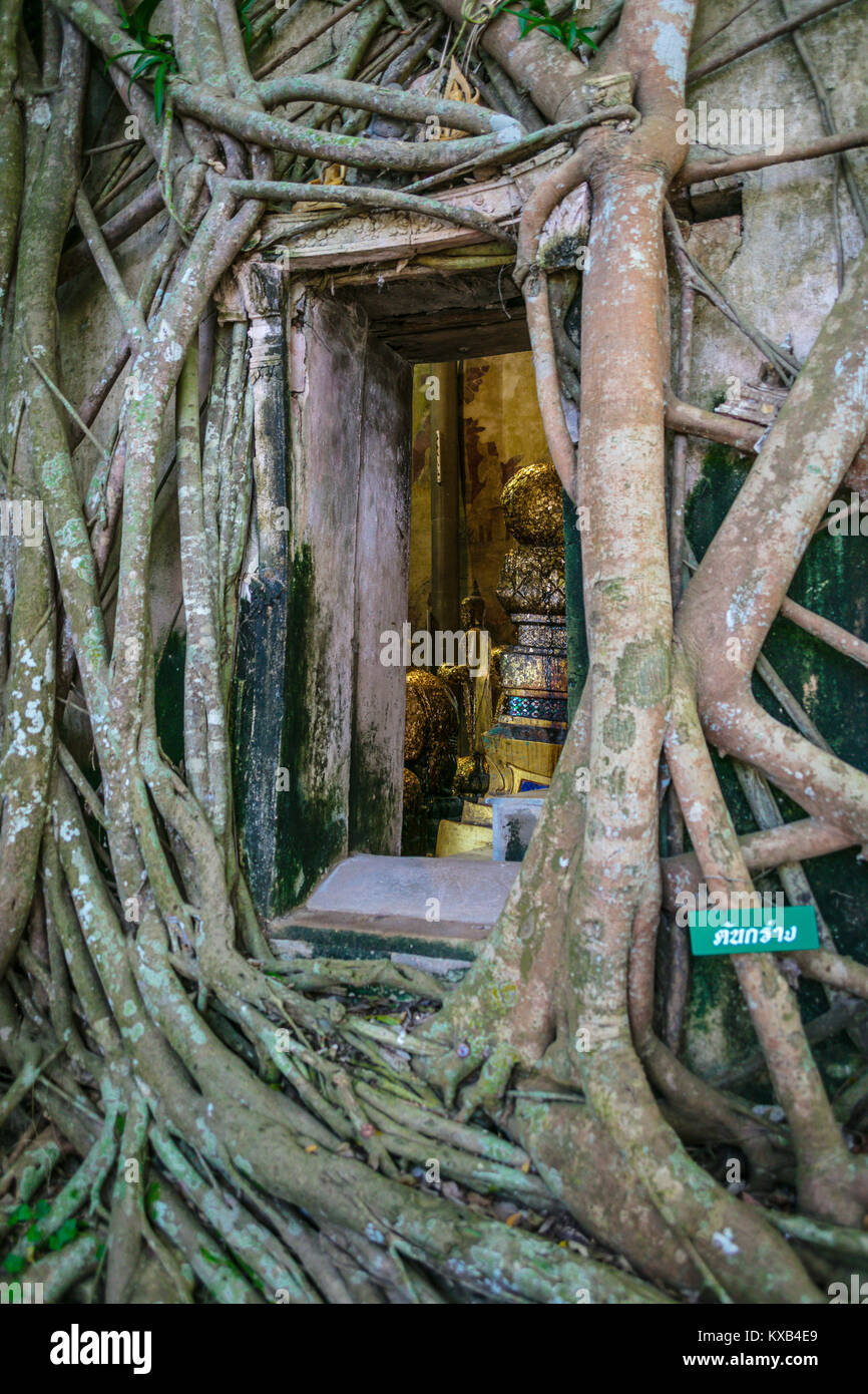 Entrance surrounded by roots supporting the Ordination Hall, Bang Kung Camp, Samut Songkhram, Thailand. Stock Photo