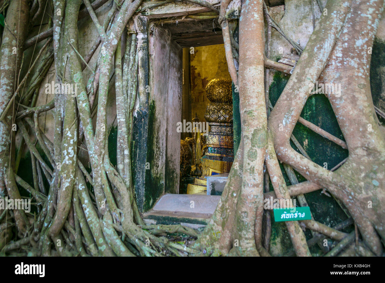Entrance surrounded by roots supporting the Ordination Hall, Bang Kung Camp, Samut Songkhram, Thailand. Stock Photo