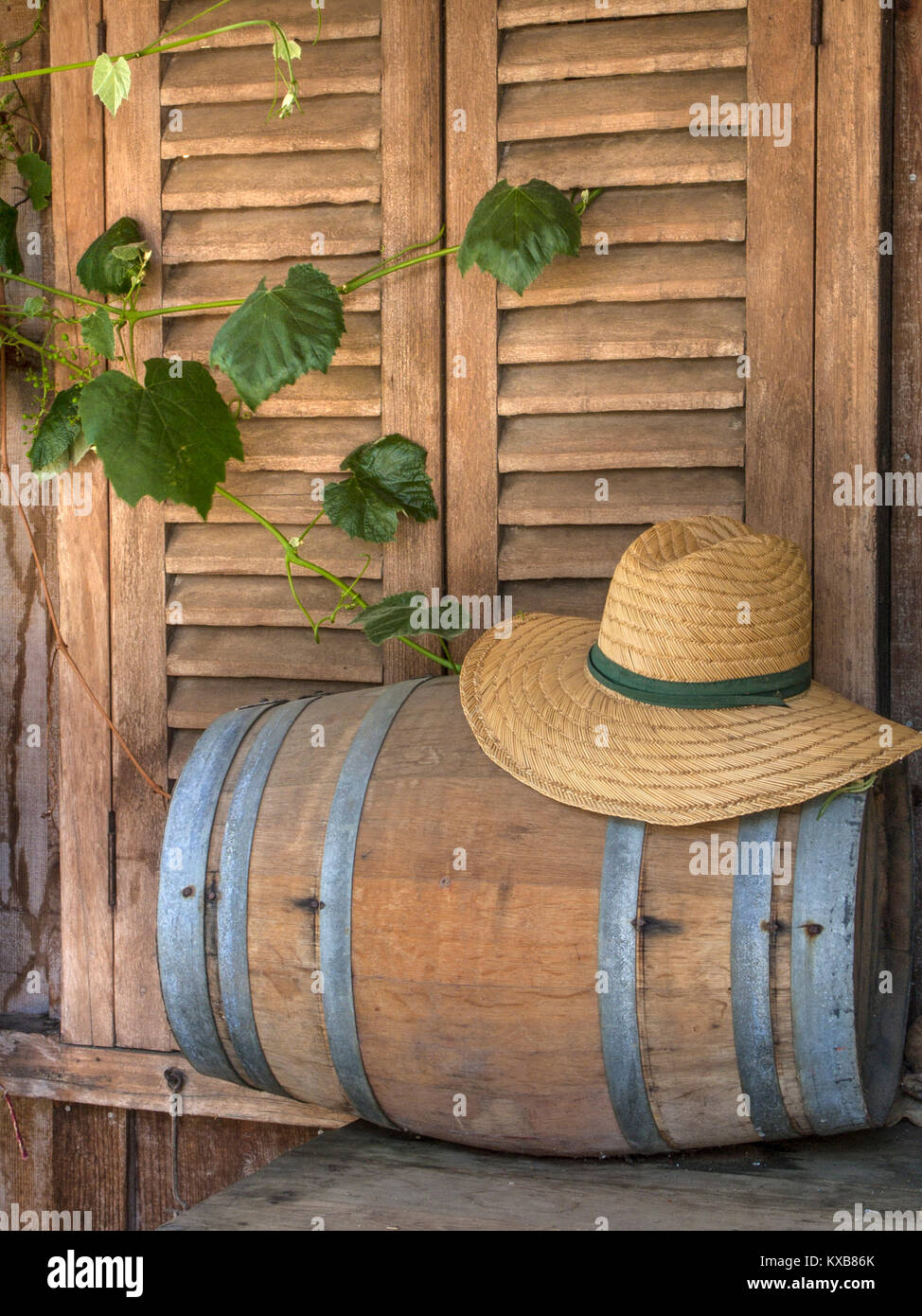 CALIFORNIA WINE TASTING TOUR STILL LIFE LIFESTYLE  Concept wine making tasting image of straw hat on wine barrel with window shutters and Merlot vine leaves Sonoma California USA Stock Photo