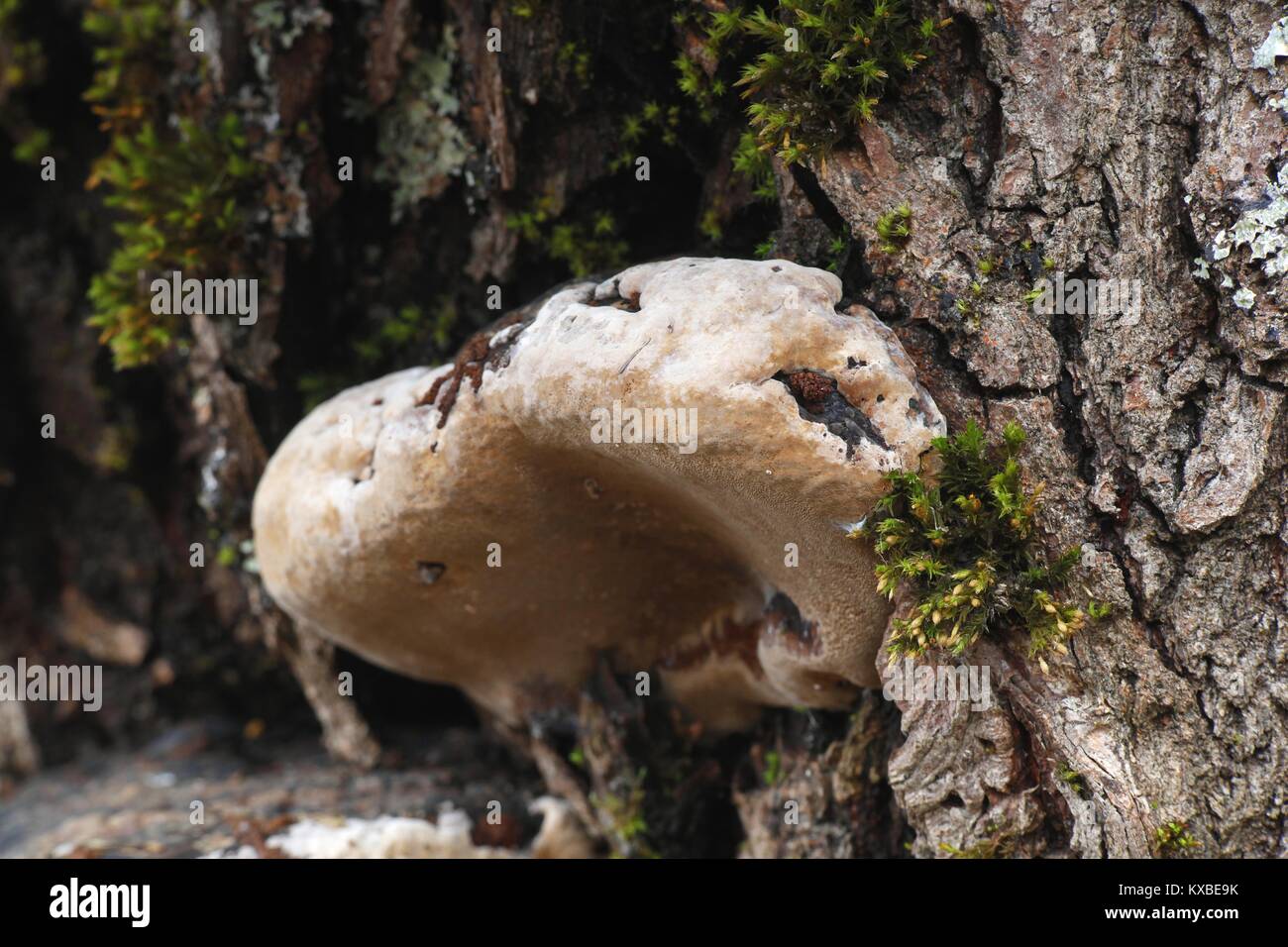 Willow bracket fungus, Phellinus igniarius, also   called fire sponge, is a major cause of white rot. Stock Photo