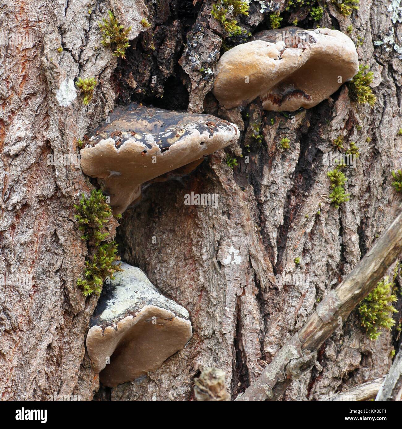 Willow bracket fungus, Phellinus igniarius, also   called fire sponge, is a major cause of white rot. Stock Photo