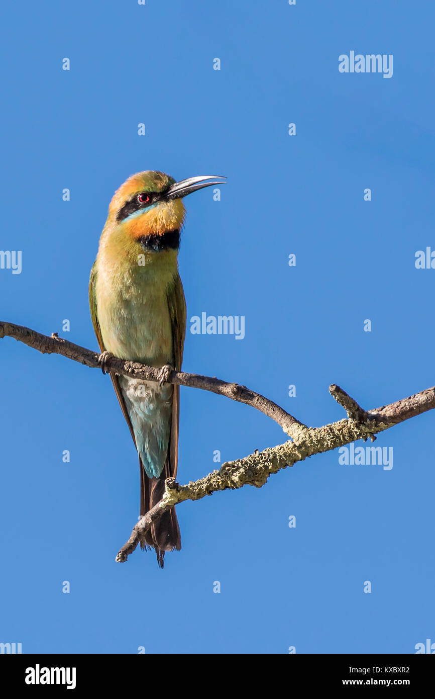 Rainbow Bee-eater (Merops ornatus) Stock Photo