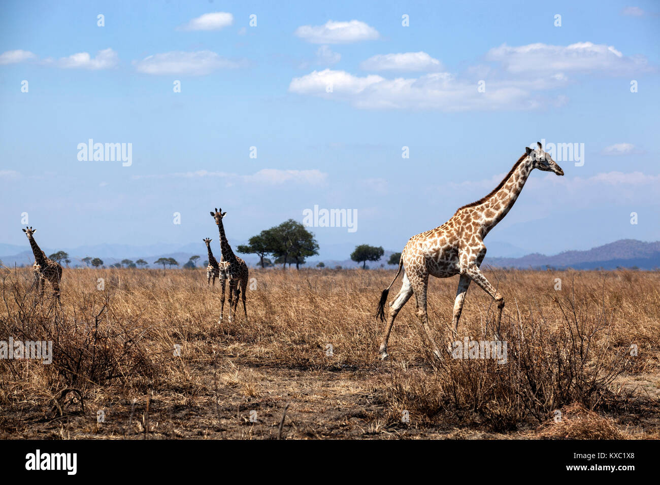 A pack of Giraffe in Mikumi National Park in Morogoro, Tanzania. Stock Photo