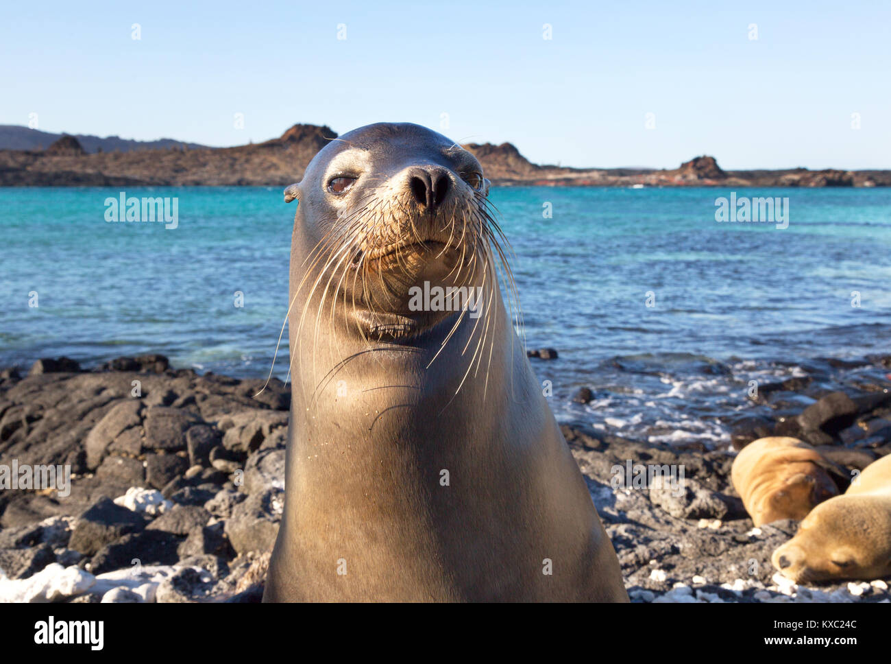 Galapagos seal lion ( Zalophus wollebaeki ), Chinese Hat island ...