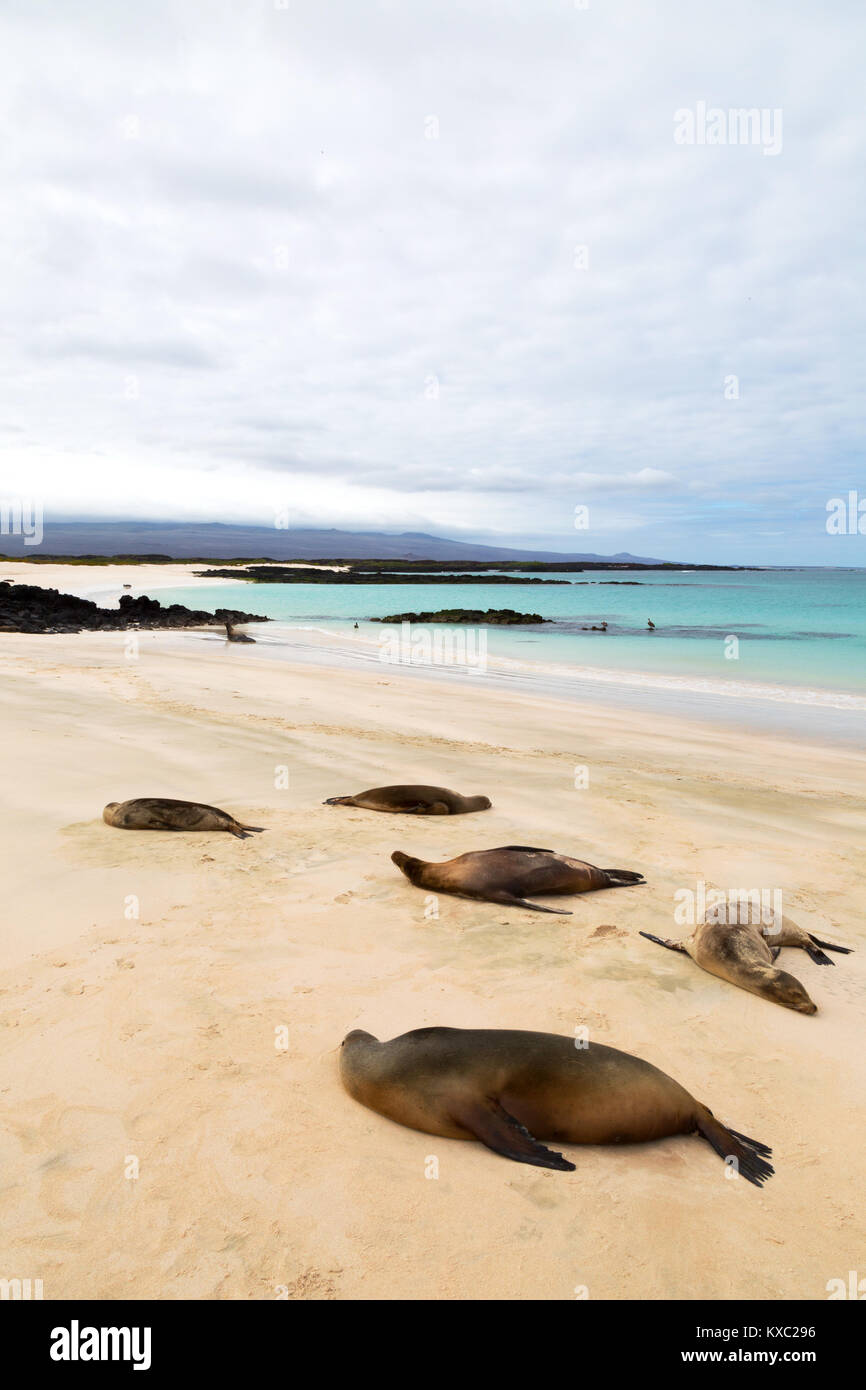 Galapagos Beach - sea lions on Witch Hill beach, San Cristobal Island, Galapagos national Park, Galapagos Islands Ecuador South America Stock Photo