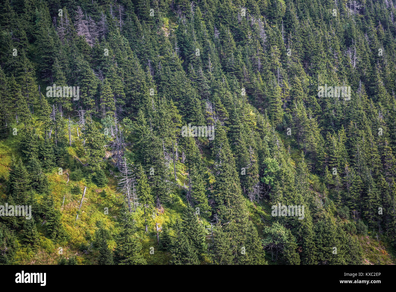 Coniferous forest on a slopes seen from trail to Sniezka Mountain in Karkonosze mountain range in Sudetes, on the border of Czech Republic and Poland Stock Photo