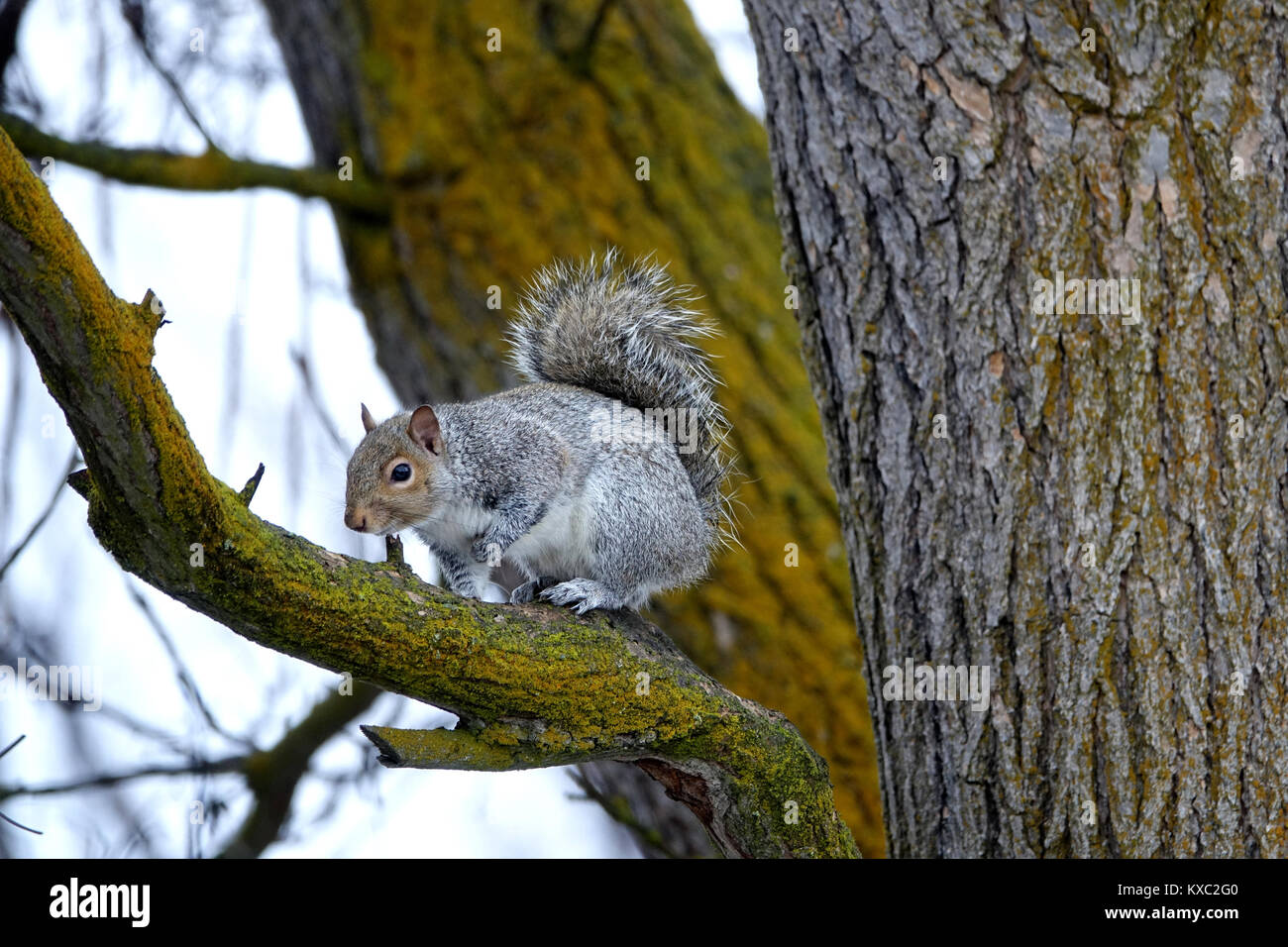 Eastern gray squirrels are midsized, with relatively narrow tails and