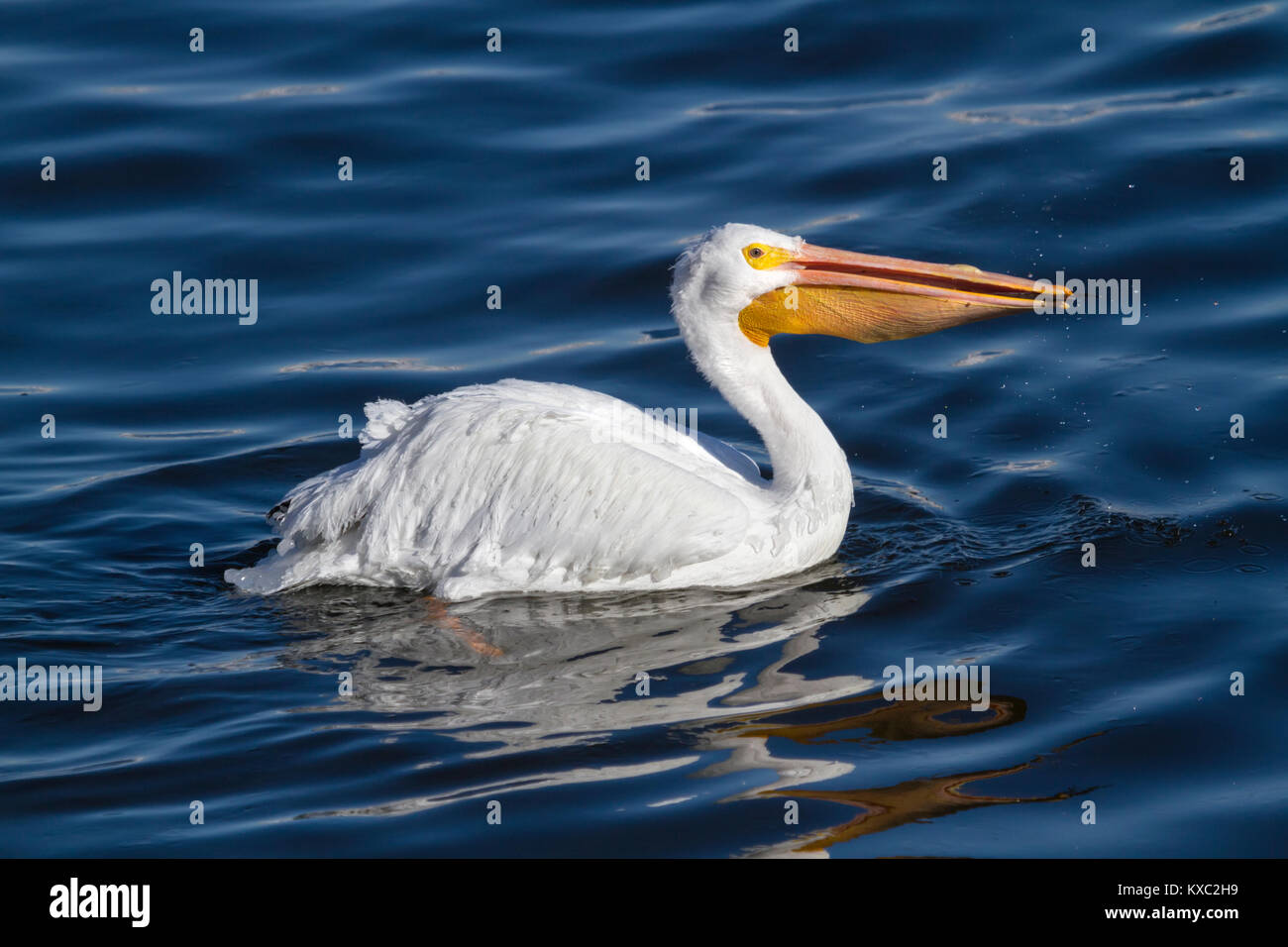 American White Pelican with fish in its beak Stock Photo