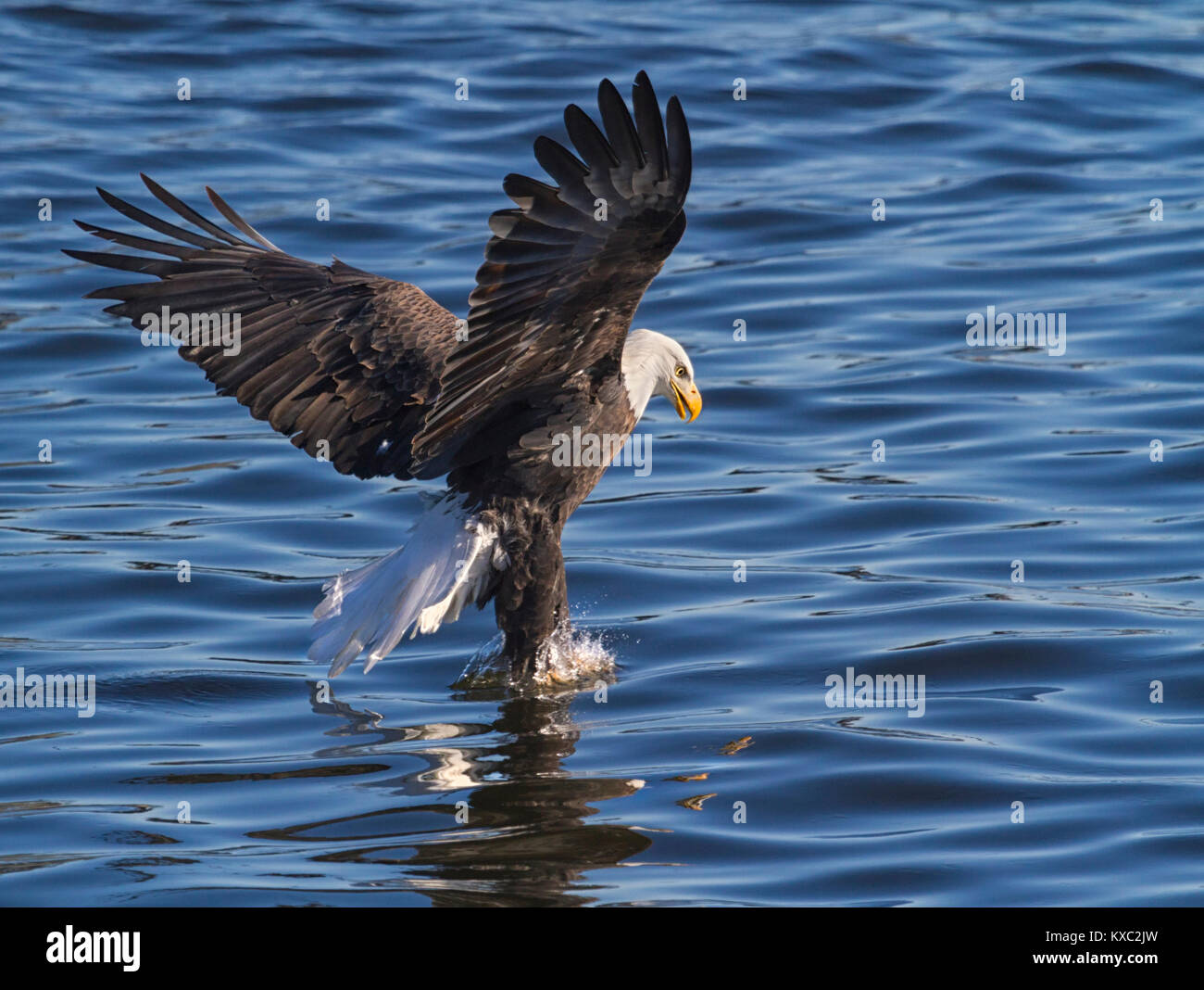 American Bald Eagle In Flight Stock Photo