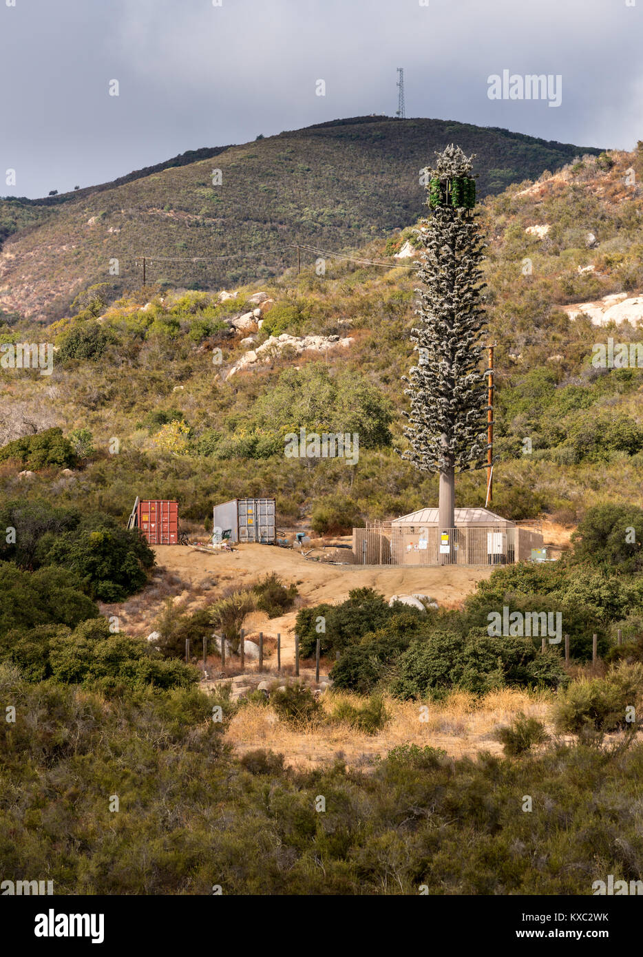 Cellphone mobile transmission tower disguised as a fir tree in California Stock Photo