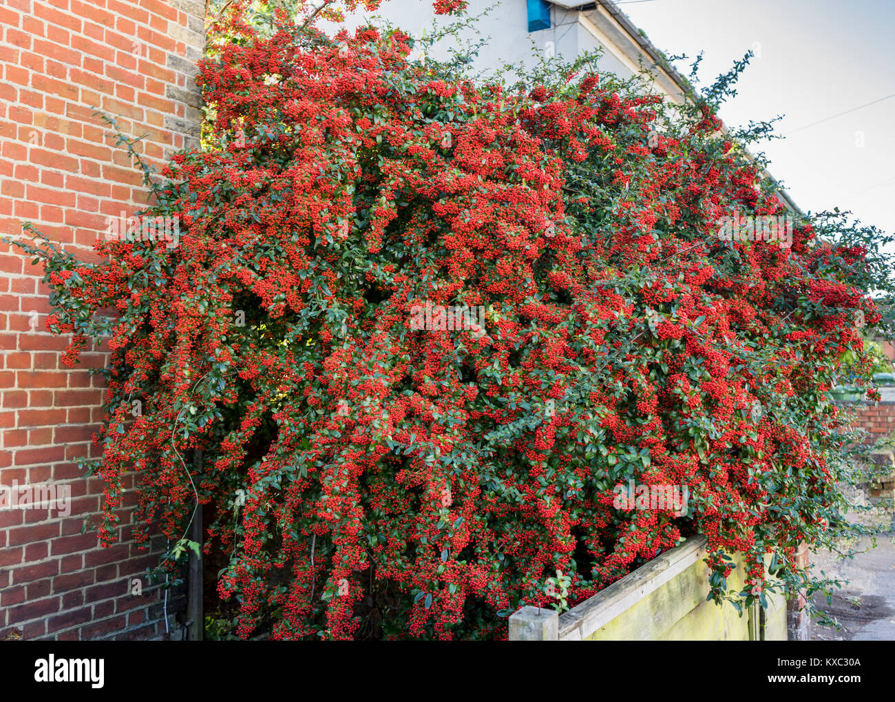 Bright red berries on a Firethorn plant (Pyracantha coccinea), garden shrub in December, England, UK Stock Photo
