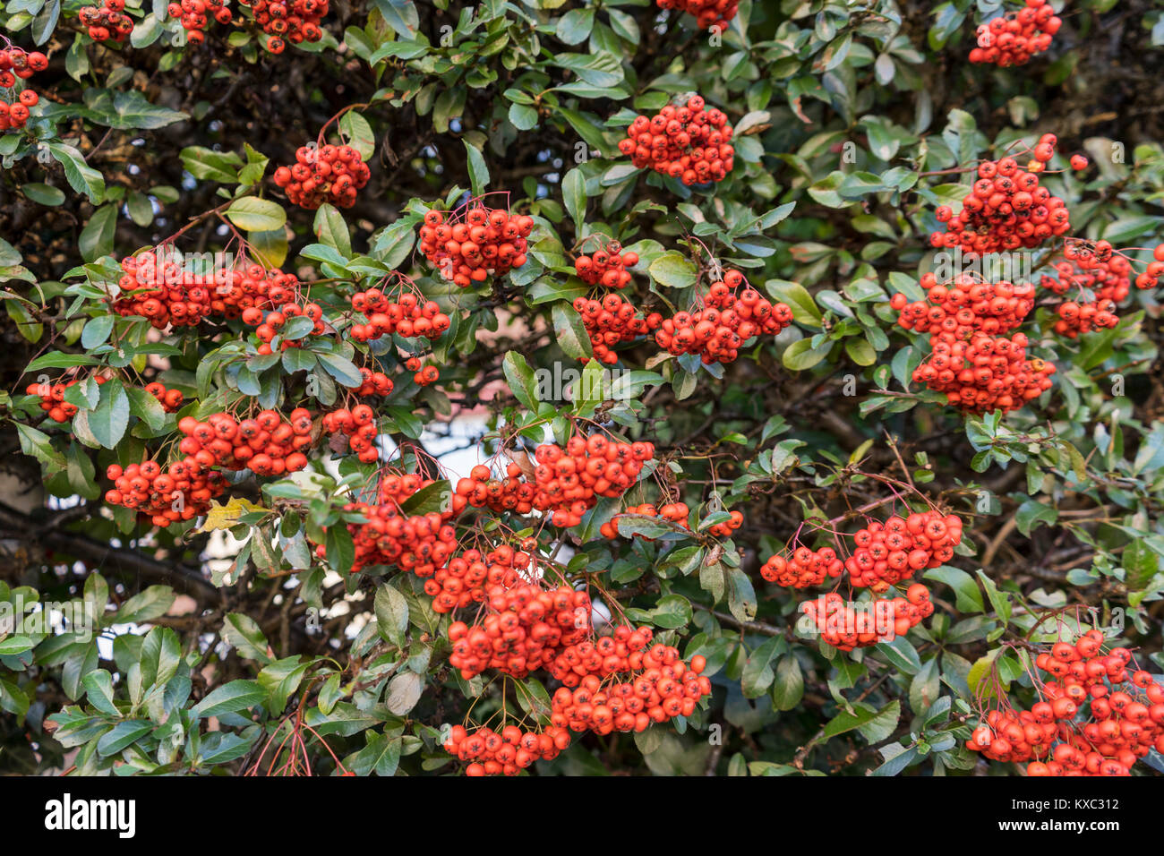 Bright red/ orange berries on a Firethorn plant (Pyracantha coccinea), garden shrub in December, England, UK Stock Photo