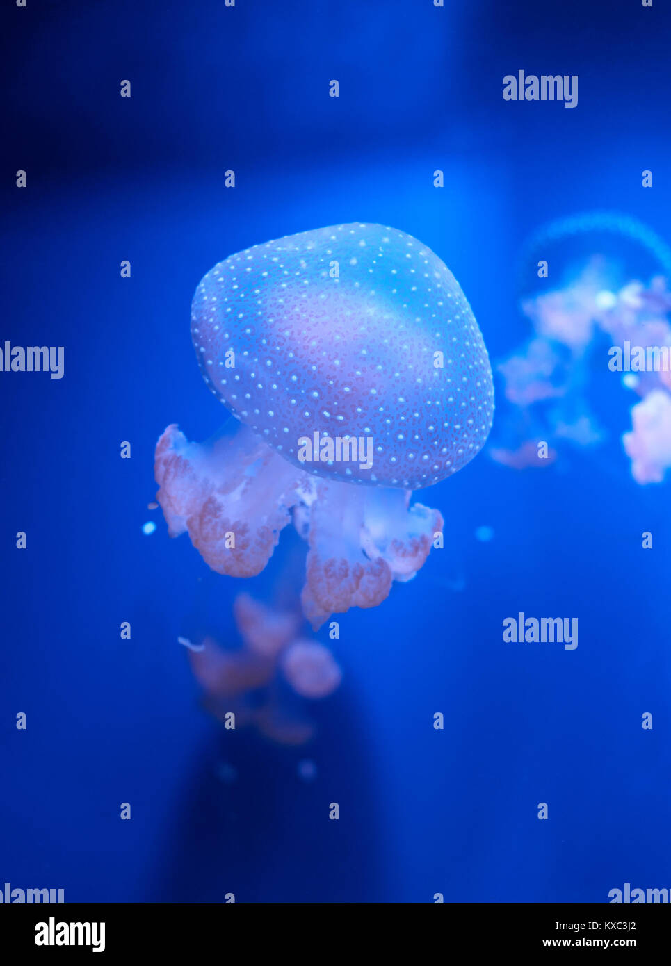 translucent jellyfish or medusa or  nettle-fish in blue water Stock Photo