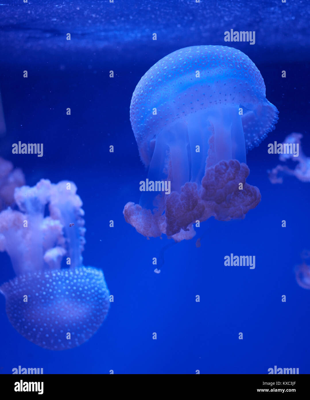 translucent jellyfish or medusa or  nettle-fish in blue water Stock Photo