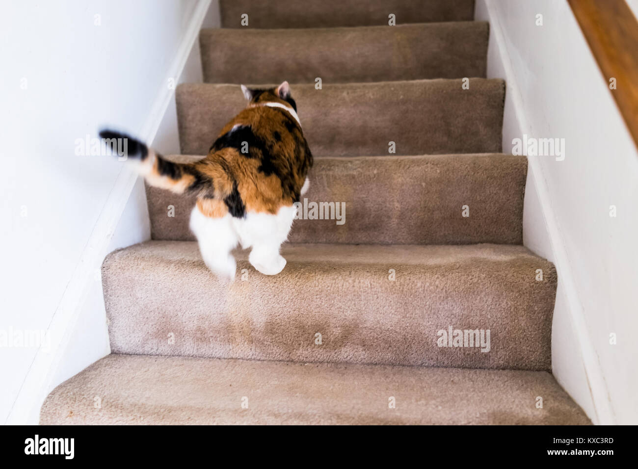 Cat running away hires stock photography and images Alamy