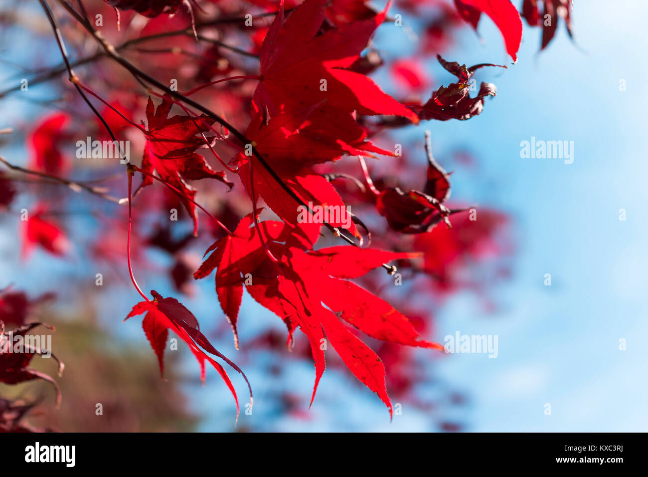 Vivid red japanese maple hi-res stock photography and images - Alamy