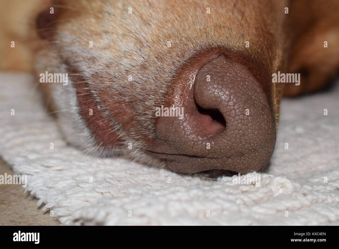 Close up of the dog nose Stock Photo