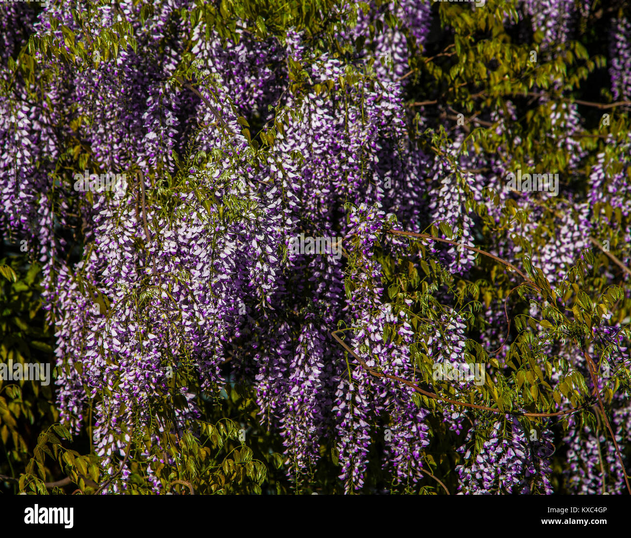 Purple wisteria flowers backdrop, flowering shrubs garden New Jersey, USA, twining vine