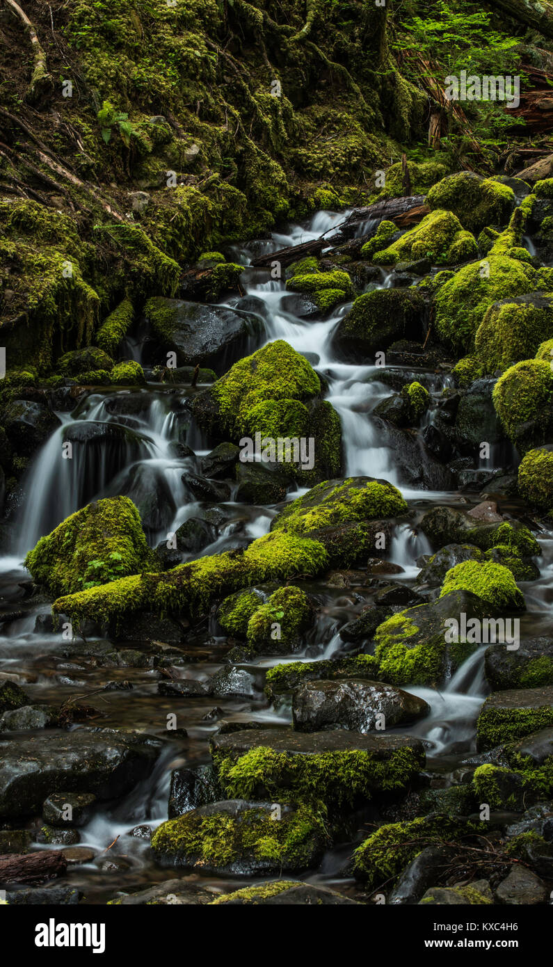 Moss covered rocks near waterfall in rains forest.