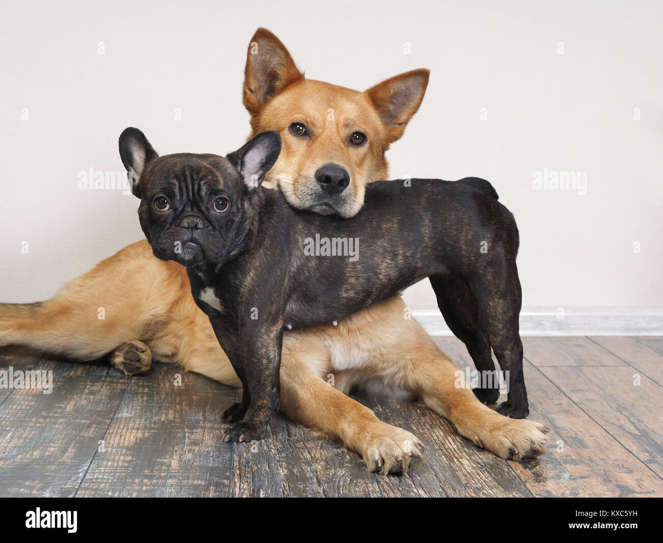 Different breeds of dogs in funny poses. Small black bulldog and a huge red  Akita inu Stock Photo - Alamy