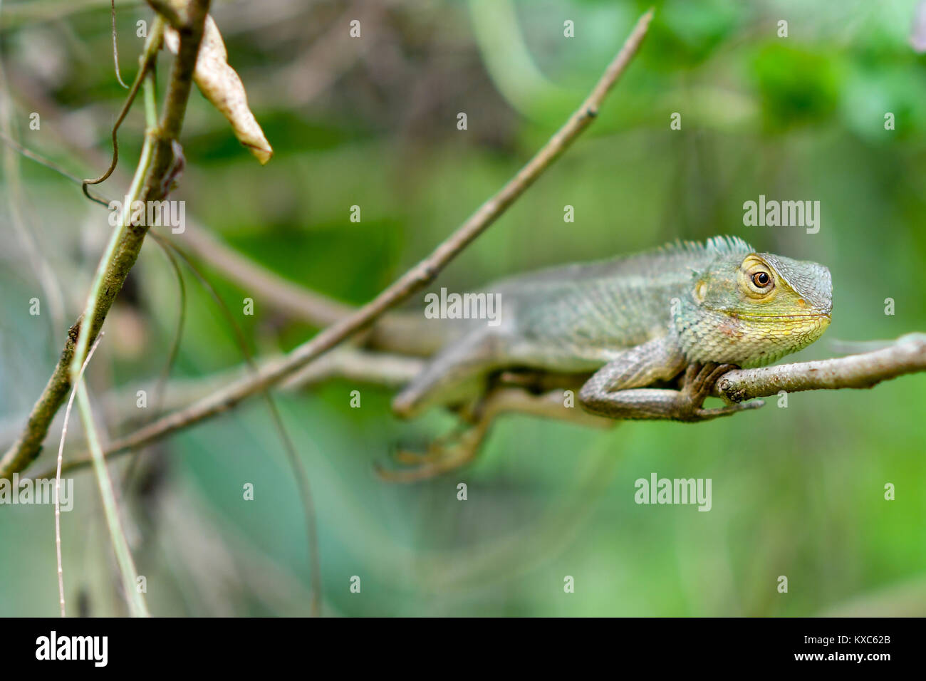Chameleon resting Stock Photo