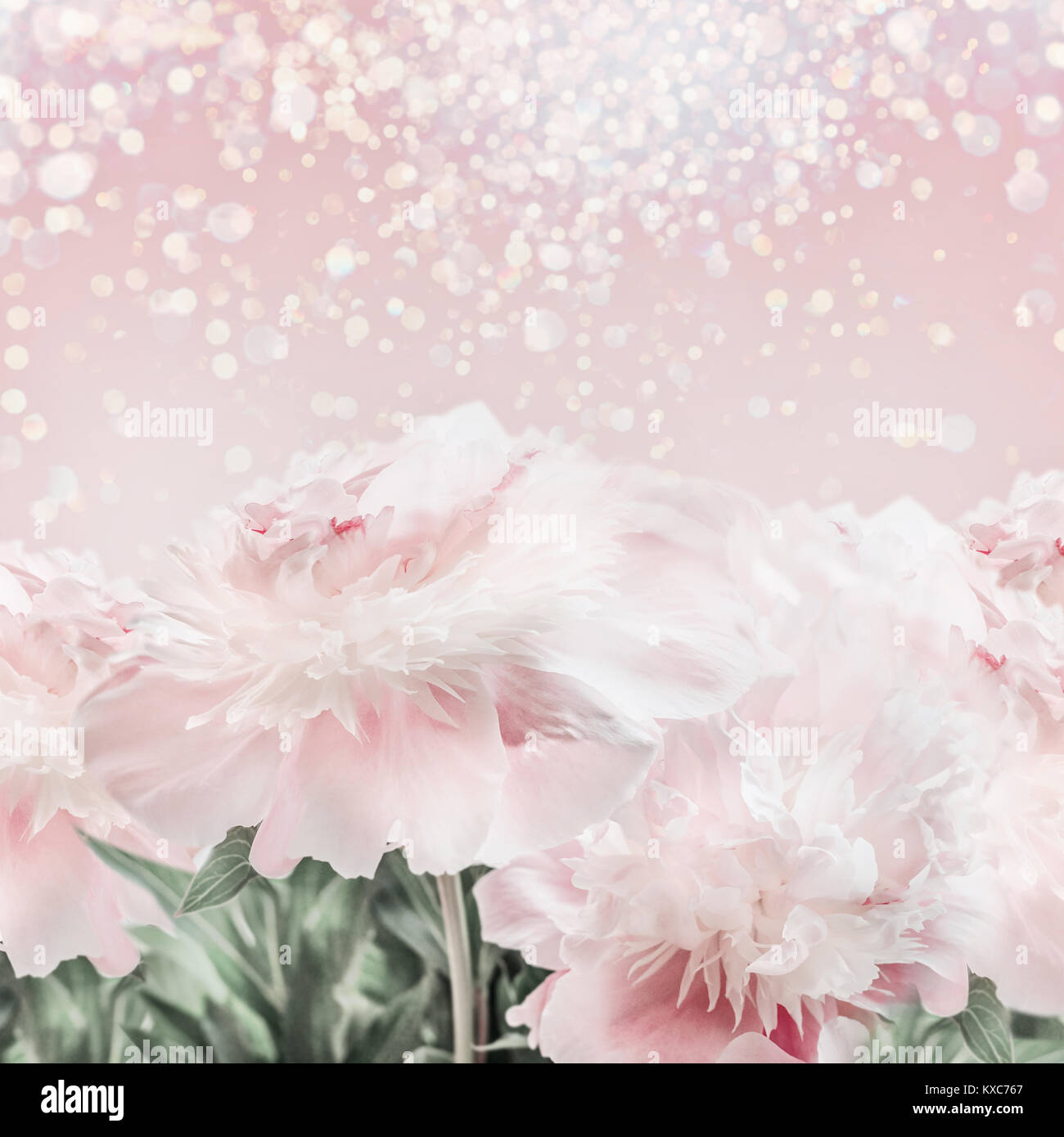 Pastel pink peonies floral background with bokeh. Layout or greeting card for Mothers day, wedding or happy event Stock Photo