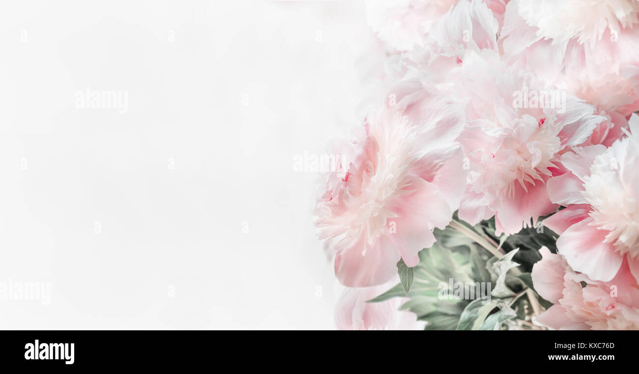 Beautiful Pastel Pink Peonies Flowers On White Background Front
