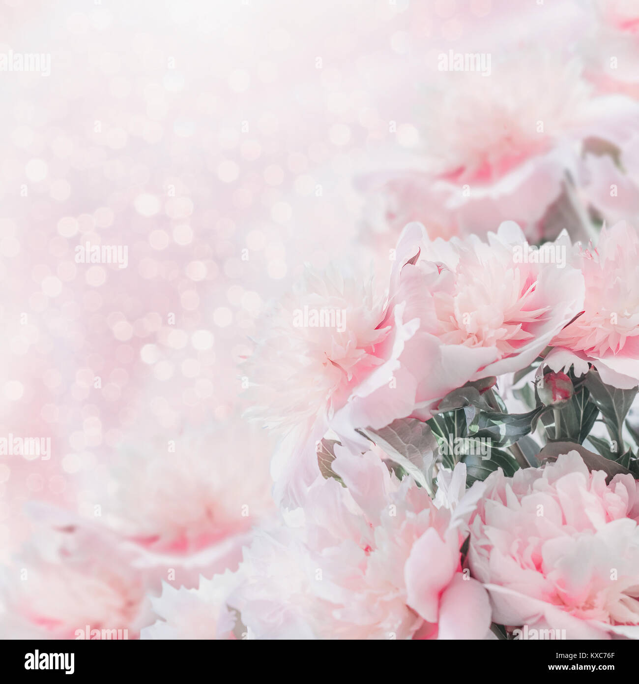 Pastel pink peonies floral border with bokeh. Layout or greeting card for Mothers day, wedding or happy event Stock Photo