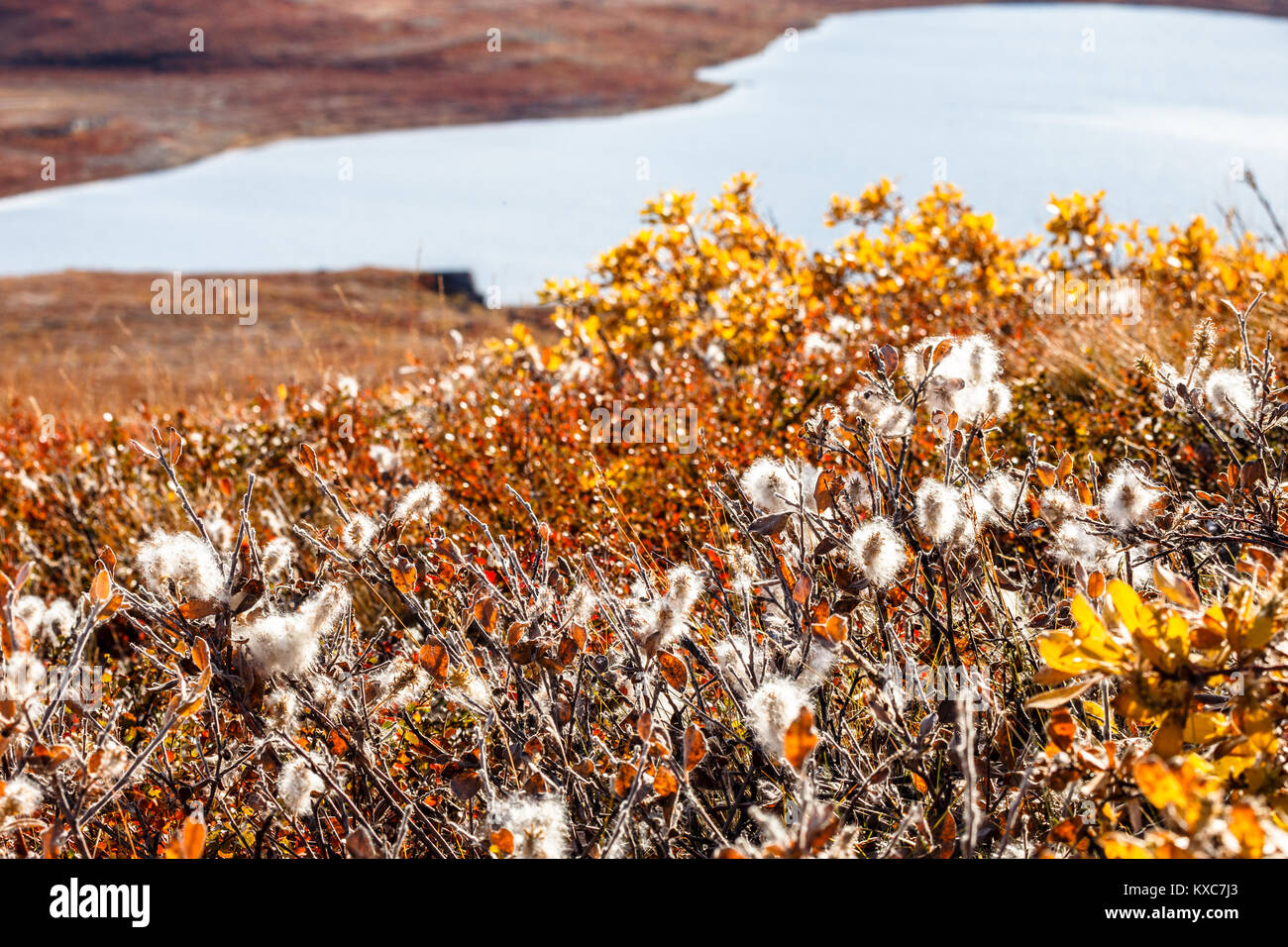 Autumn greenlandic  tundra plants with lake in the background, Kangerlussuaq, Greenland Stock Photo