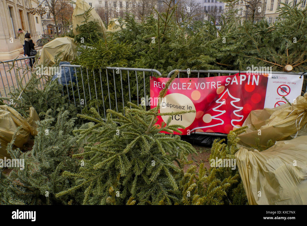Christmas trees collected in order to be recycled, Lyon, France Stock