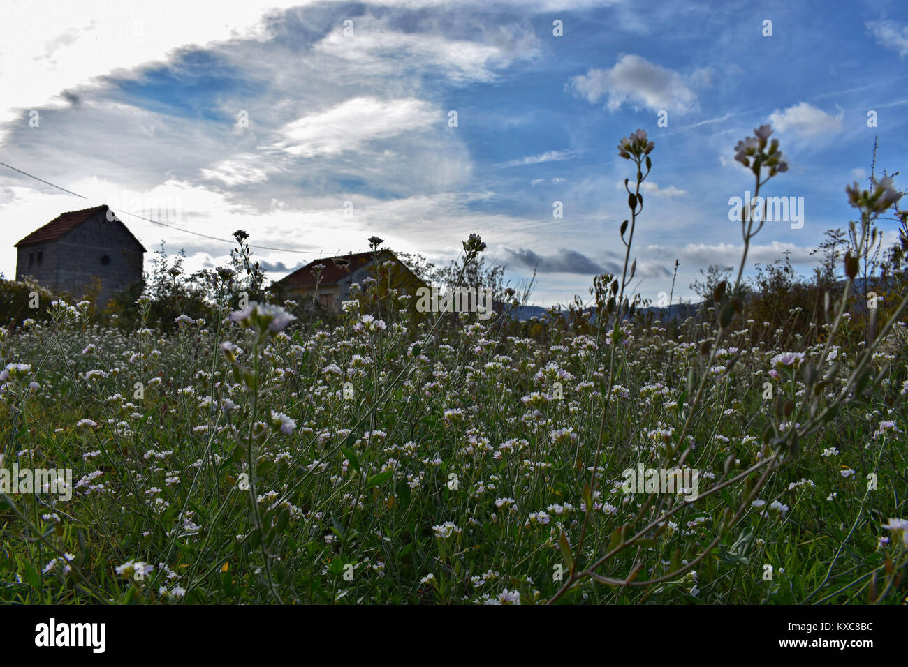 wild flowers field on a sunny day Stock Photo - Alamy