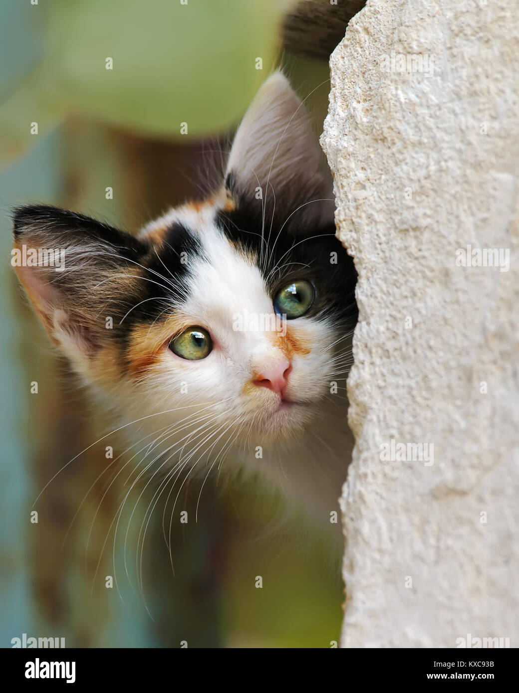 Cute tricolor calico patched tabby kitten peering from behind a wall with prying eyes, close-up cat portrait, Cyprus Stock Photo