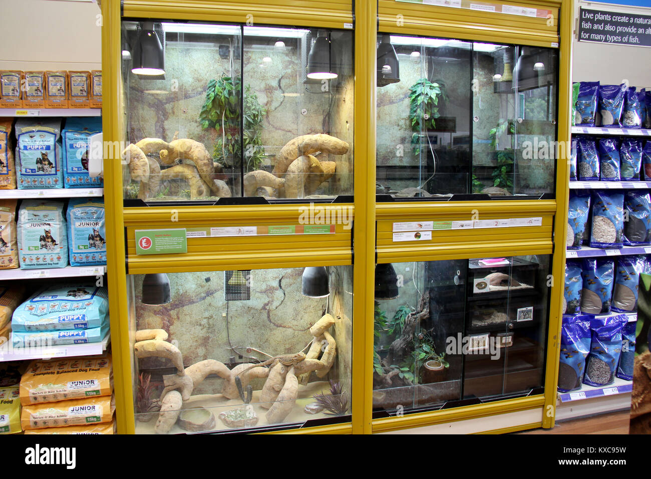 Online reptile pet store online