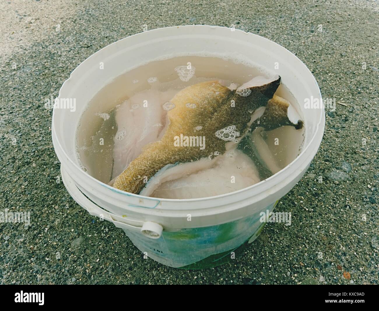 Fresh fish fillets in salt water. Raw cod fish steaks in plastic bucket